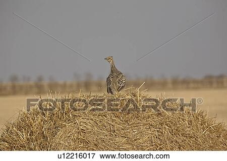 Stock Photo - saskatchewan, grouse, scenic, bale, straw, sharptailed. Fotosearch