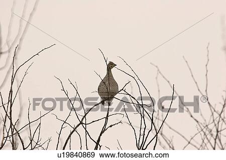 saskatchewan, grouse, scenic, tree, perched, sharptailed View Large Photo Image Stock Photo - saskatchewan, grouse, scenic, tree, perched, sharptailed. Fotosearch