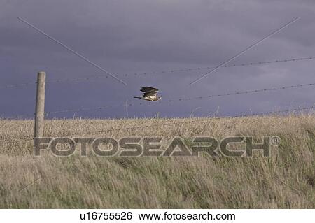 saskatchewan, hawk, scenic, fence, flying, swainsons View Large Photo Image Stock Photograph - saskatchewan, hawk, scenic, fence, flying, swainsons. Fotosearch