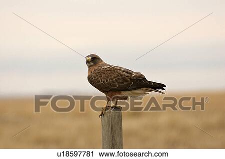 Stock Image - saskatchewan, hawk, scenic, post, fence, swainsons. Fotosearch