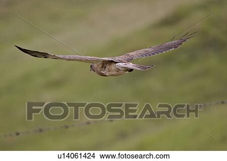 saskatchewan, hawk, southern, scenic, flight, swainsons View Large Photo Image Picture - saskatchewan, hawk, southern, scenic, flight, swainsons. Fotosearch