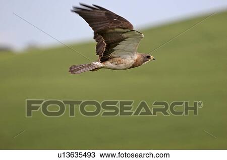 saskatchewan, hawk, southern, scenic, flight, swainsons View Large Photo Image Stock Image - saskatchewan, hawk, southern, scenic, flight, swainsons. Fotosearch