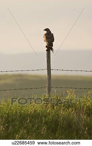 Stock Photo - saskatchewan, hawk, southern, scenic, post, swainsons. Fotosearch