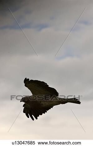 Stock Photography - saskatchewan, hawk, southern, scenic, flight, swainsons. Fotosearch