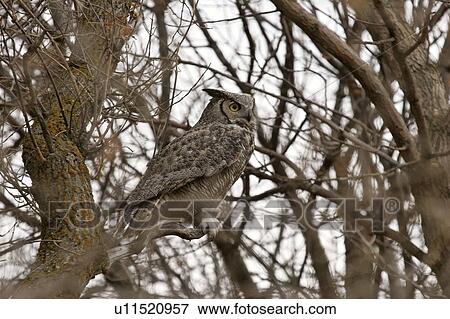 Stock Photo - saskatchewan, horned, scenic, tree, owl, great. Fotosearch