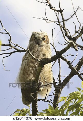 Stock Photograph - saskatchewan, horned, scenic, tree, owlet, great. Fotosearch