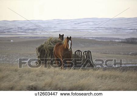 Stock Photo - saskatchewan, horses, scenic, feeder, hay, two. Fotosearch