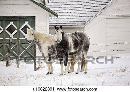 Stock Image - saskatchewan, horses, scenic, buildings, farm, two. Fotosearch