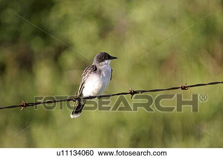 saskatchewan, kingbird, scenic, fence, wire, eastern View Large Photo Image Stock Image - saskatchewan, kingbird, scenic, fence, wire, eastern. Fotosearch