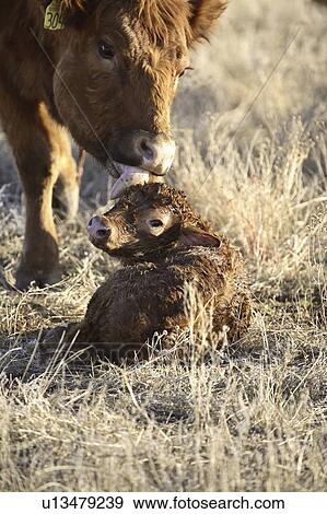 Stock Photo - saskatchewan, livestock, part, important, farming, agriculture. Fotosearch