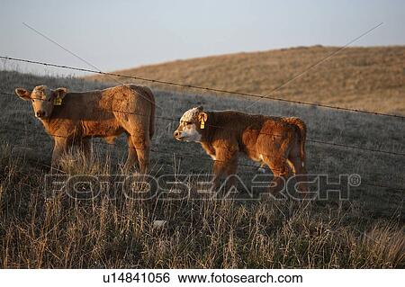 Stock Photograph - saskatchewan, livestock, part, important, farming, agriculture. Fotosearch
