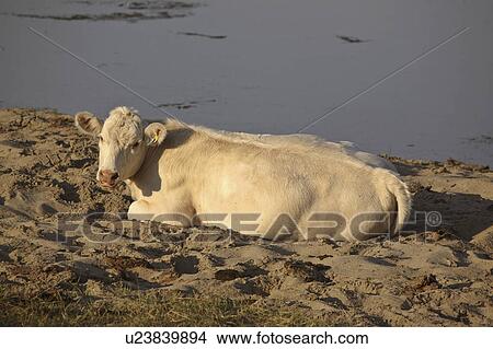saskatchewan, lying, scenic, pond, sand, calf View Large Photo Image Picture - saskatchewan, lying, scenic, pond, sand, calf. Fotosearch