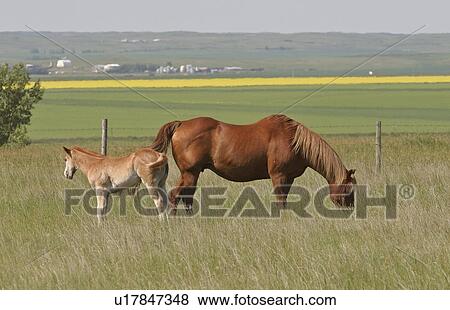 Stock Photo - saskatchewan, mare, southern, scenic, pasture, colt. Fotosearch