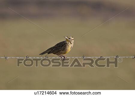 Picture - saskatchewan, meadowlark, scenic, strand, barbedwire, western. Fotosearch
