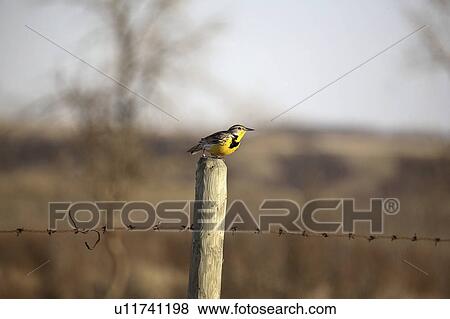 Stock Photo - saskatchewan, meadowlark, scenic, post, fence, western. Fotosearch