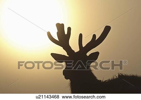 saskatchewan, morning, scenic, elk, fog, sunrise View Large Photo Image Stock Photo - saskatchewan, morning, scenic, elk, fog, sunrise. Fotosearch