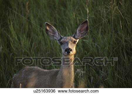 Stock Photograph - saskatchewan, mule, scenic, doe, deer, closeup. Fotosearch