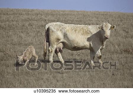 Stock Photography - saskatchewan, new, scenic, calf, born, cow. Fotosearch