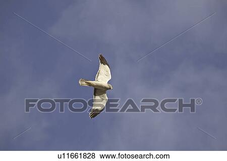 Stock Photo - saskatchewan, northern, scenic, flight, harrier, male. Fotosearch