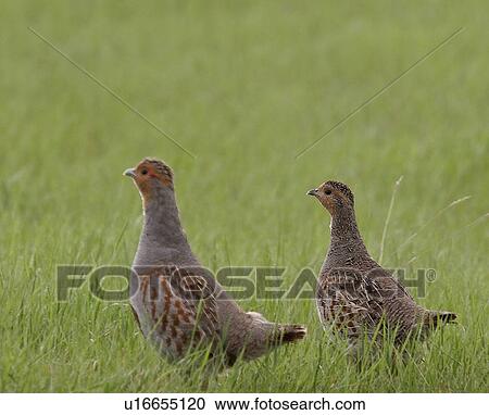 Stock Image - saskatchewan, partridges, southern, scenic, field, gray. Fotosearch