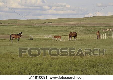 saskatchewan, pasture, scenic, coteau, missouri, horses View Large Photo Image Stock Image - saskatchewan, pasture, scenic, coteau, missouri, horses. Fotosearch