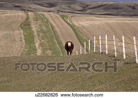 saskatchewan, pasture, scenic, coteau, missouri, cow View Large Photo Image Stock Photograph - saskatchewan, pasture, scenic, coteau, missouri, cow. Fotosearch