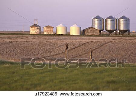 saskatchewan, post, scenic, bins, grain, hawk View Large Photo Image Stock Photograph - saskatchewan, post, scenic, bins, grain, hawk. Fotosearch