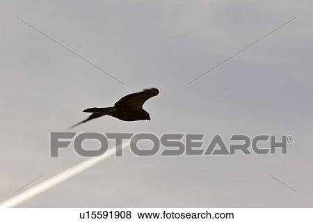 saskatchewan, prey, southern, scenic, flight, bird View Large Photo Image Stock Photo - saskatchewan, prey, southern, scenic, flight, bird. Fotosearch