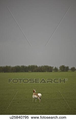 saskatchewan, pronghorn, scenic, field, antelope, female View Large Photo Image Stock Photography - saskatchewan, pronghorn, scenic, field, antelope, female. Fotosearch