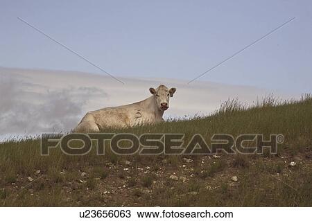 saskatchewan, resting, scenic, slope, hill, cow View Large Photo Image Stock Image - saskatchewan, resting, scenic, slope, hill, cow. Fotosearch