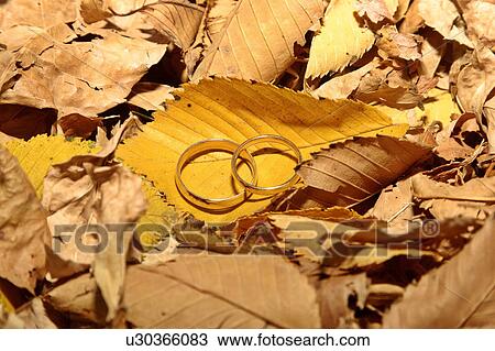 saskatchewan, rings, scenic, leaves, autumn, wedding View Large Photo Image Stock Image - saskatchewan, rings, scenic, leaves, autumn, wedding. Fotosearch
