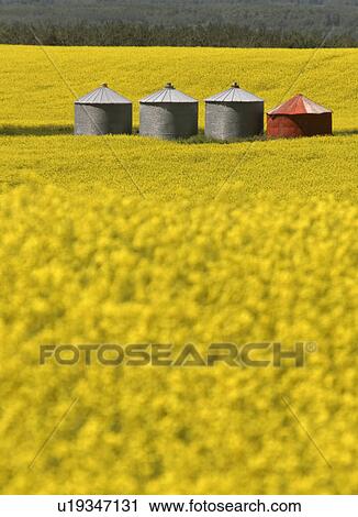 Stock Image - saskatchewan, ripening, central, scenic, canola, field. Fotosearch