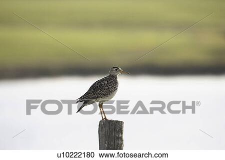 Stock Image - saskatchewan, sandpiper, scenic, post, fence, upland. Fotosearch