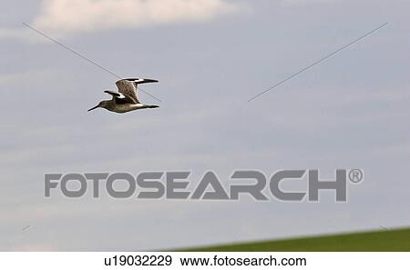 Stock Photo - saskatchewan, shorebird, southern, scenic, flight, willet. Fotosearch