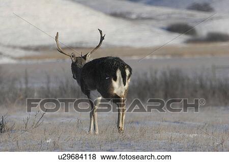saskatchewan, sika, scenic, field, deer, male View Large Photo Image Stock Photo - saskatchewan, sika, scenic, field, deer, male. Fotosearch