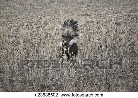 Stock Image - saskatchewan, skunk, scenic, field, stubble, striped. Fotosearch