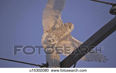 Stock Image - saskatchewan, snowy, scenic, flight, owl, female. Fotosearch