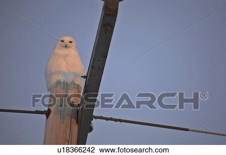 saskatchewan, snowy, scenic, pole, owl, male View Large Photo Image Stock Image - saskatchewan, snowy, scenic, pole, owl, male. Fotosearch