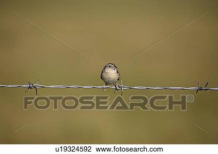 Stock Image - saskatchewan, sparrow, scenic, strand, barbedwire, whitethroated. Fotosearch