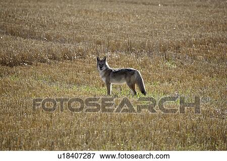 saskatchewan, standing, scenic, field, stubble, coyote View Large Photo Image Stock Photo - saskatchewan, standing, scenic, field, stubble, coyote. Fotosearch