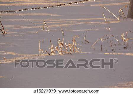 saskatchewan, sunlight, scenic, stalks, plant, low View Large Photo Image Stock Photo - saskatchewan, sunlight, scenic, stalks, plant, low. Fotosearch