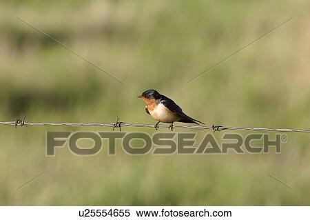 Stock Photography - saskatchewan, swallow, scenic, fence, wire, barn. Fotosearch
