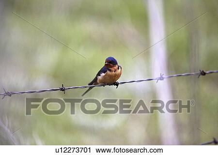 Stock Image - saskatchewan, swallow, scenic, strand, wire, barn. Fotosearch