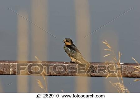 Stock Image - saskatchewan, swallow, southern, scenic, railing, cliff. Fotosearch