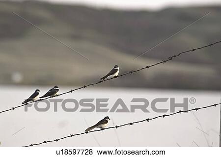 Stock Photo - saskatchewan, swallows, scenic, strands, barbedwire, tree. Fotosearch