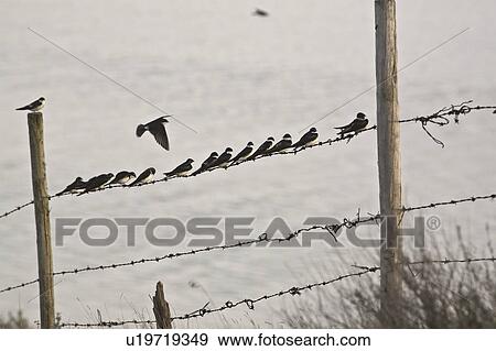 Stock Photo - saskatchewan, swallows, scenic, strand, barbedwire, tree. Fotosearch