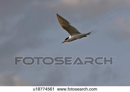 saskatchewan, tern, southern, scenic, flight, forsters View Large Photo Image Stock Image - saskatchewan, tern, southern, scenic, flight, forsters. Fotosearch