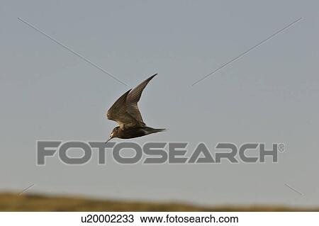 Stock Image - saskatchewan, tern, southern, scenic, flight, forsters. Fotosearch
