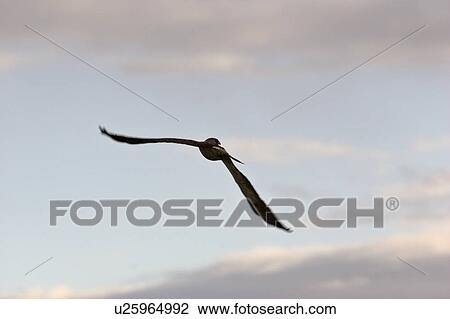 saskatchewan, tern, southern, scenic, flight, black View Large Photo Image Stock Image - saskatchewan, tern, southern, scenic, flight, black. Fotosearch