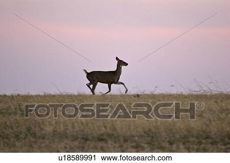 saskatchewan, white, scenic, deer, tailed, trotting View Large Photo Image Stock Image - saskatchewan, white, scenic, deer, tailed, trotting. Fotosearch